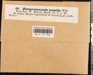 Jungermannia pumila With., Гербарий мохообразных, Мхи - Западная Европа (BEu) (Австрия)