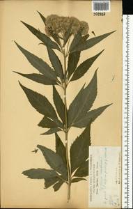 Посконник конопляный L., Восточная Европа, Центральный лесостепной район (E6) (Россия)