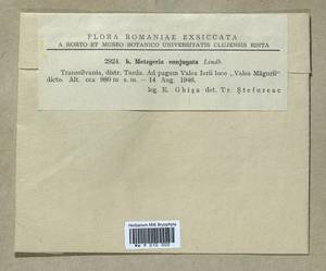 Metzgeria conjugata Lindb., Гербарий мохообразных, Мхи - Западная Европа (BEu) (Румыния)