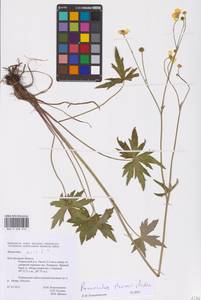 Ranunculus acris subsp. acris, Восточная Европа, Центральный лесостепной район (E6) (Россия)