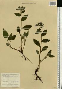 Медуница неясная, Медуница темная Dumort., Восточная Европа, Западно-Украинский район (E13) (Украина)