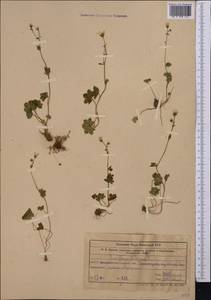 Камнеломка сибирская L., Средняя Азия и Казахстан, Западный Тянь-Шань и Каратау (M3) (Узбекистан)