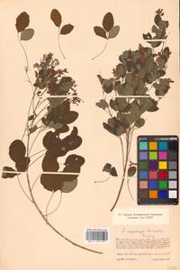 Леспедеца двуцветная Turcz., Сибирь, Дальний Восток (S6) (Россия)