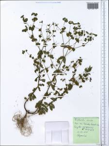 Молочай прямой, Молочай торчащий L., Крым (KRYM) (Россия)