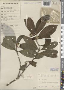 Pyrenaria multisepala (Merr. & Chun) H. Keng, Зарубежная Азия (ASIA) (КНР)