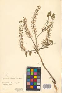 Клоповник полевой, Кресс полевой (L.) W.T.Aiton, Восточная Европа, Западно-Украинский район (E13) (Украина)