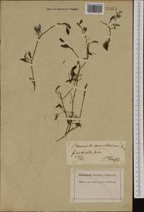 Ranunculus penicillatus subsp. pseudofluitans (Newbould ex Syme) S. D. Webster, Западная Европа (EUR) (Германия)
