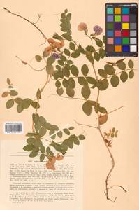 Lathyrus japonicus var. maritimus (L.) J.T.Kartesz & Gandhi, Сибирь, Дальний Восток (S6) (Россия)