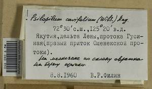 Psilopilum cavifolium (Wilson) I. Hagen, Гербарий мохообразных, Мхи - Якутия (B19) (Россия)