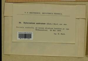 Hylocomiastrum umbratum (Hedw.) M. Fleisch. ex Broth., Гербарий мохообразных, Мхи - Западная Европа (BEu) (Финляндия)