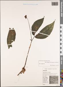 Elatostema longipedunculatum Elmer, Зарубежная Азия (ASIA) (Вьетнам)