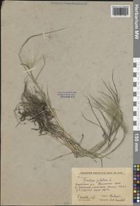 Ячмень гривастый L., Сибирь, Дальний Восток (S6) (Россия)