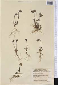 Silene uralensis subsp. uralensis, Америка (AMER) (Канада)
