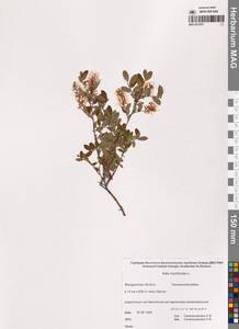 Ива черничная L., Сибирь, Чукотка и Камчатка (S7) (Россия)