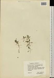 Lysimachia arvensis subsp. arvensis, Восточная Европа, Средневолжский район (E8) (Россия)