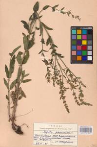 MHA 0 155 667, Котовник голый, Восточная Европа, Восточный район (E10) (Россия)