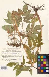 Сныть обыкновенная L., Восточная Европа, Московская область и Москва (E4a) (Россия)
