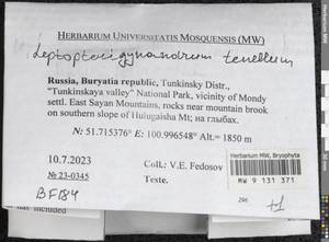 Leptopterigynandrum tenellum Broth., Гербарий мохообразных, Мхи - Прибайкалье и Забайкалье (B18) (Россия)