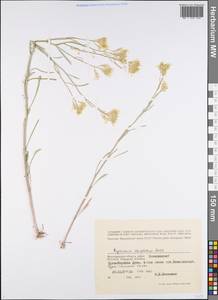 Желтушник развесистый Ehrh., Восточная Европа, Нижневолжский район (E9) (Россия)