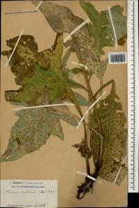 Lophiolepis ossetica subsp. ossetica, Кавказ, Армения (K5) (Армения)