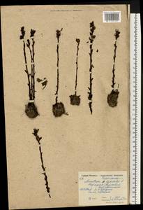 Подъельник обыкновенный Crantz, Восточная Европа, Московская область и Москва (E4a) (Россия)