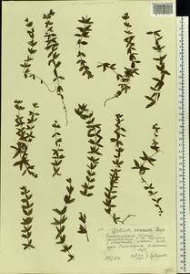 Круциата голая (L.) Opiz, Восточная Европа, Западно-Украинский район (E13) (Украина)