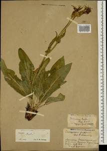 Aslia bicolor (Freyn & Sint.) Yild., Кавказ, Армения (K5) (Армения)