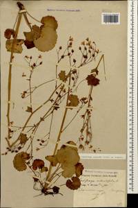 Saxifraga rotundifolia subsp. rotundifolia, Кавказ, Краснодарский край и Адыгея (K1a) (Россия)