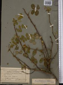 Шиповник Уэбба Wall., Средняя Азия и Казахстан, Западный Тянь-Шань и Каратау (M3) (Узбекистан)