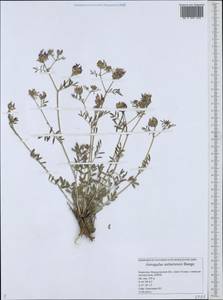 Astragalus ustiurtensis Bunge, Средняя Азия и Казахстан, Прикаспийский Устюрт и Северное Приаралье (M8) (Казахстан)