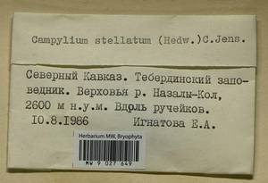 Campylium stellatum (Hedw.) Lange & C.E.O. Jensen, Гербарий мохообразных, Мхи - Северный Кавказ и Предкавказье (B12) (Россия)