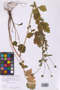 Гравилат аллепский Jacq., Восточная Европа, Московская область и Москва (E4a) (Россия)