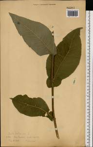 Девясил высокий L., Восточная Европа, Центральный лесостепной район (E6) (Россия)