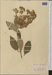 Olearia argophylla (Labill.) F. Muell., Америка (AMER) (Италия)