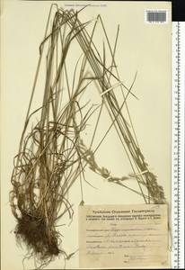 Lolium pratense (Huds.) Darbysh., Восточная Европа, Восточный район (E10) (Россия)