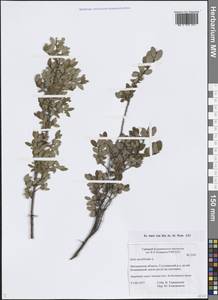 Ива черничная L., Сибирь, Чукотка и Камчатка (S7) (Россия)