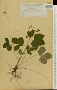 Земляника лесная L., Восточная Европа, Центральный лесостепной район (E6) (Россия)