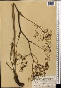 Ферула татарская Fisch. ex Spreng., Кавказ, Ставропольский край, Карачаево-Черкесия, Кабардино-Балкария (K1b) (Россия)