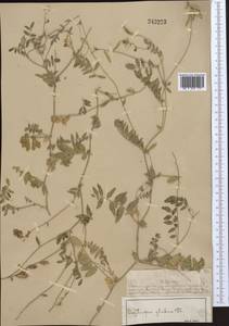 Остролодочник голый DC., Средняя Азия и Казахстан, Муюнкумы, Прибалхашье и Бетпак-Дала (M9) (Казахстан)