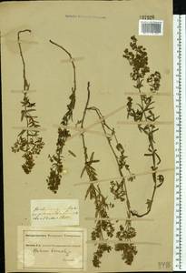 Подмаренник северный L., Восточная Европа, Южно-Украинский район (E12) (Украина)