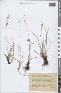 Осока, Сибирь, Алтай и Саяны (S2) (Россия)