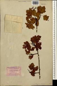 Боярышник пятипестичный Waldst. & Kit. ex Willd., Кавказ, Армения (K5) (Армения)