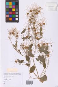 Ломонос маньчжурский (Rupr.) Ohwi, Сибирь, Дальний Восток (S6) (Россия)