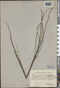 Тимелея воробьиная, Тимелея обыкновенная (L.) Coss. & Germ., Средняя Азия и Казахстан, Прикаспийский Устюрт и Северное Приаралье (M8) (Казахстан)