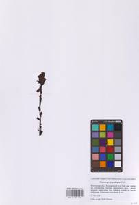 Подъельник буковый (Wallr.) G.Don, Восточная Европа, Московская область и Москва (E4a) (Россия)