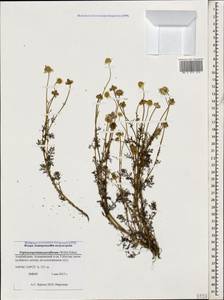Трехреберник мелкоцветковый (Willd.) Pobed., Кавказ, Азербайджан (K6) (Азербайджан)