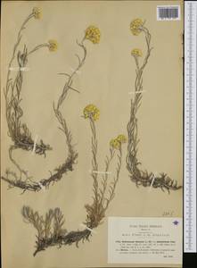 Helichrysum stoechas (L.) Moench, Западная Европа (EUR) (Италия)
