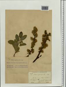 Ива мирзинолистная, Ива чернеющая Salisb., Восточная Европа, Московская область и Москва (E4a) (Россия)