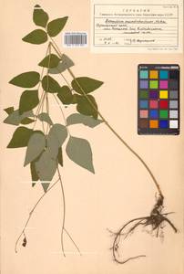 Hylodesmum podocarpum subsp. fallax (Schindl.) H.Ohashi & R.R.Mill, Сибирь, Дальний Восток (S6) (Россия)