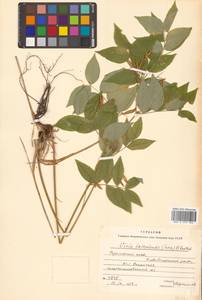 Горошек разветвленный (Maxim.) Ohwi, Сибирь, Дальний Восток (S6) (Россия)